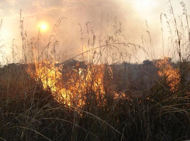 Slash and burn farming depletes soil