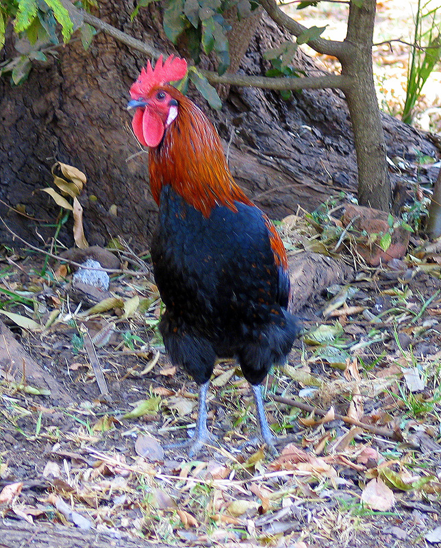 Mpongwe Rooster