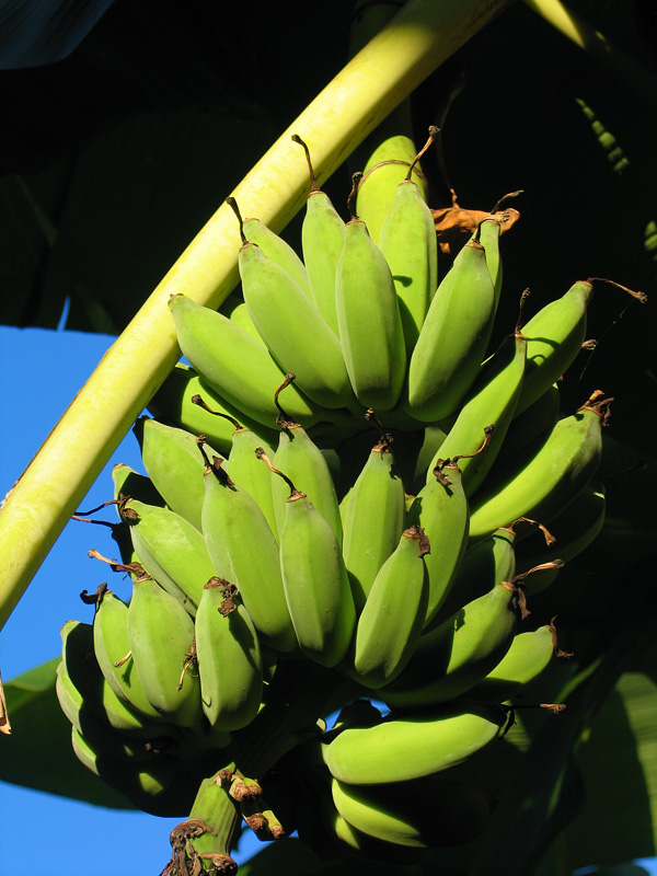 Bananas in Mpongwe Photo Copyright Kathleen Paulsson
