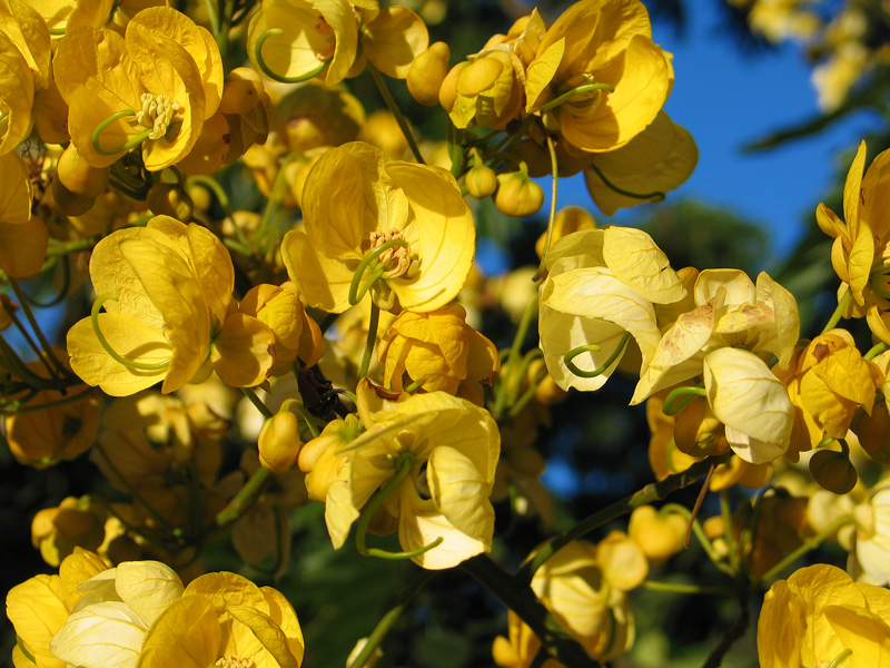 Yellow flowers on large blooming tree  - Photo Copyright Kathleen Paulsson