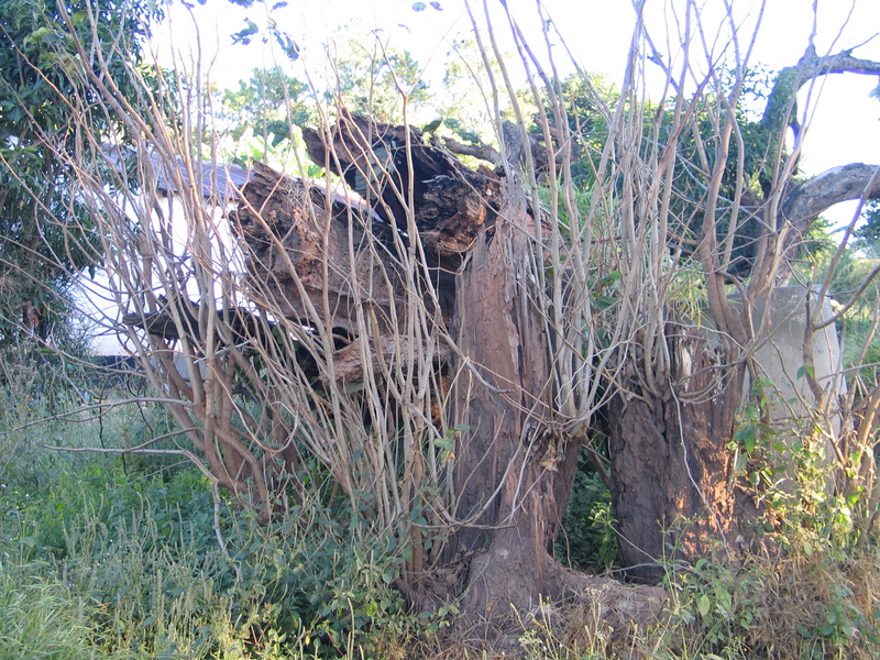 Mahogany Tree fell - photo April 2009