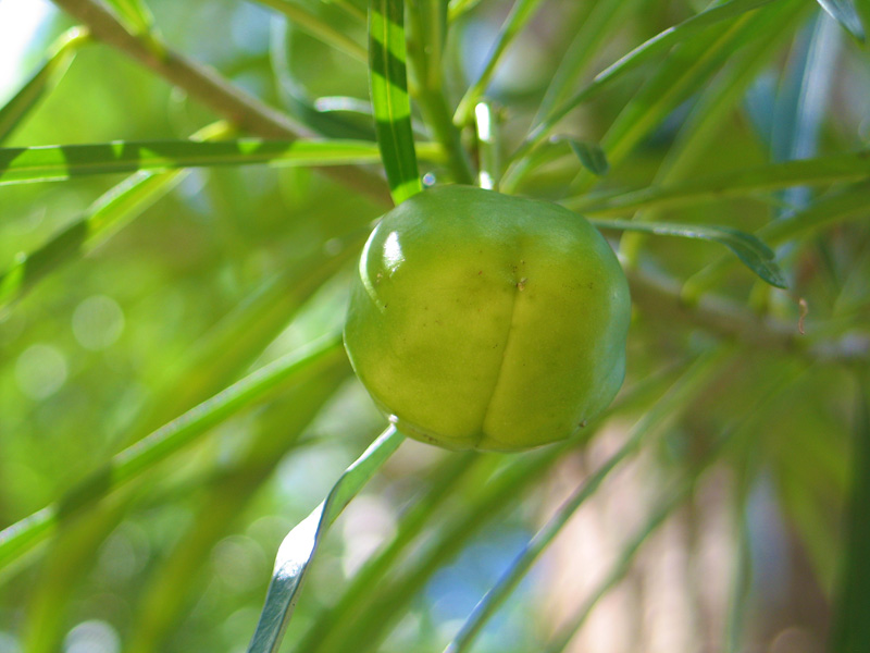 Fruit in Mpongwe Photo Copyright Kathleen Paulsson