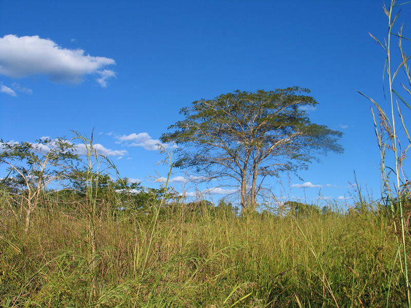 Mpongwe District Zambia Photo Copyright Kathleen Paulsson 2009