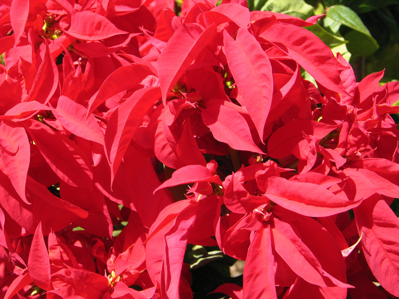 Red blossoms, tree at Mpongwe Mission Hospital Photo Copyright Kathleen Paulsson