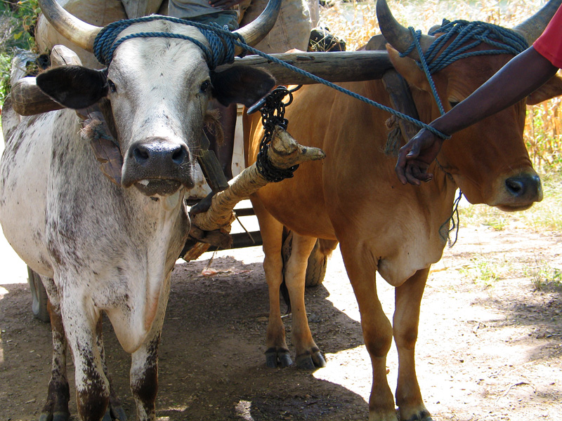 Ox transport