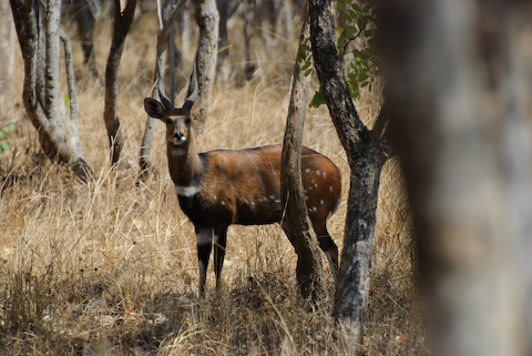 Game in Kafue Park (near Mpongwe). Photo Copyright Matt Roe