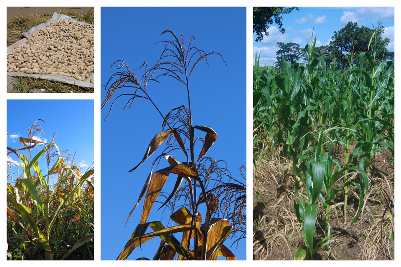 Main crops Maize and ground nuts