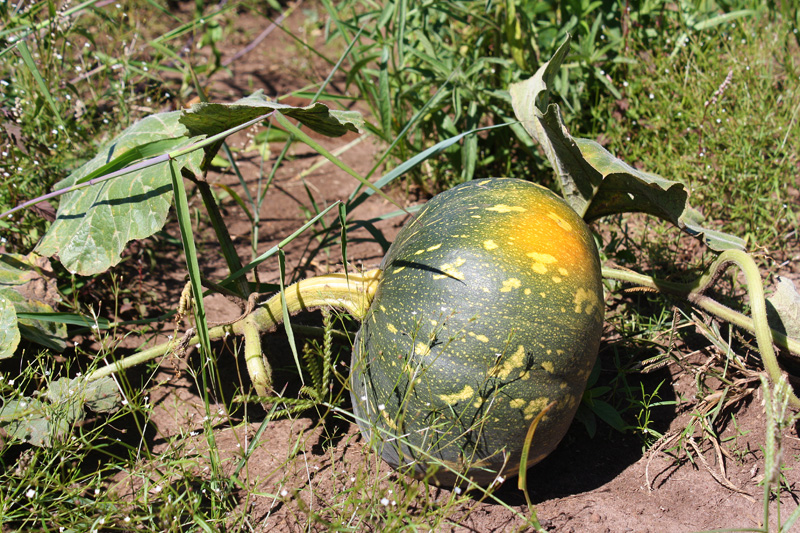 MBA Zambia Widows Project Pumpkin