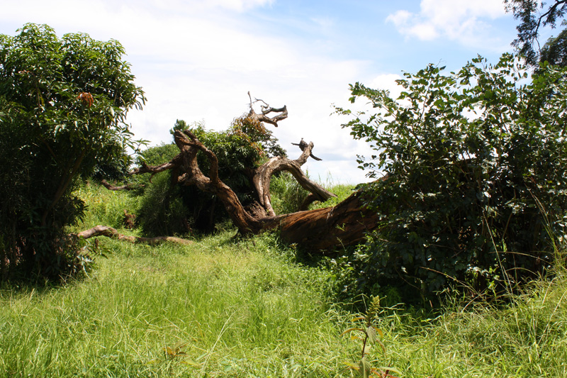 Mahogany tree fell in 2007. Photo taken in 2008