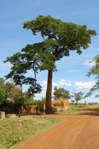 Pod Mohagany Tree