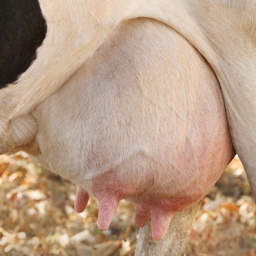 UDDER DES 1:4 JOD - Desinfektion juver - Bild 2