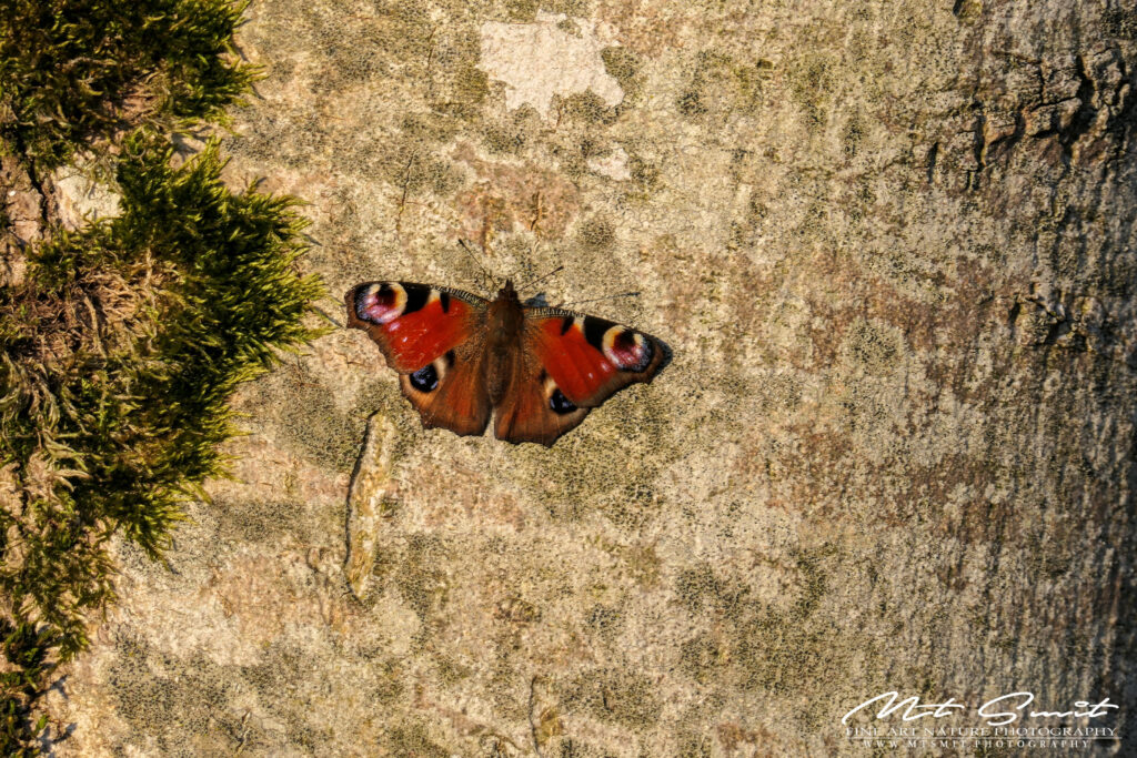 Lees meer over het artikel Finally it’s Spring