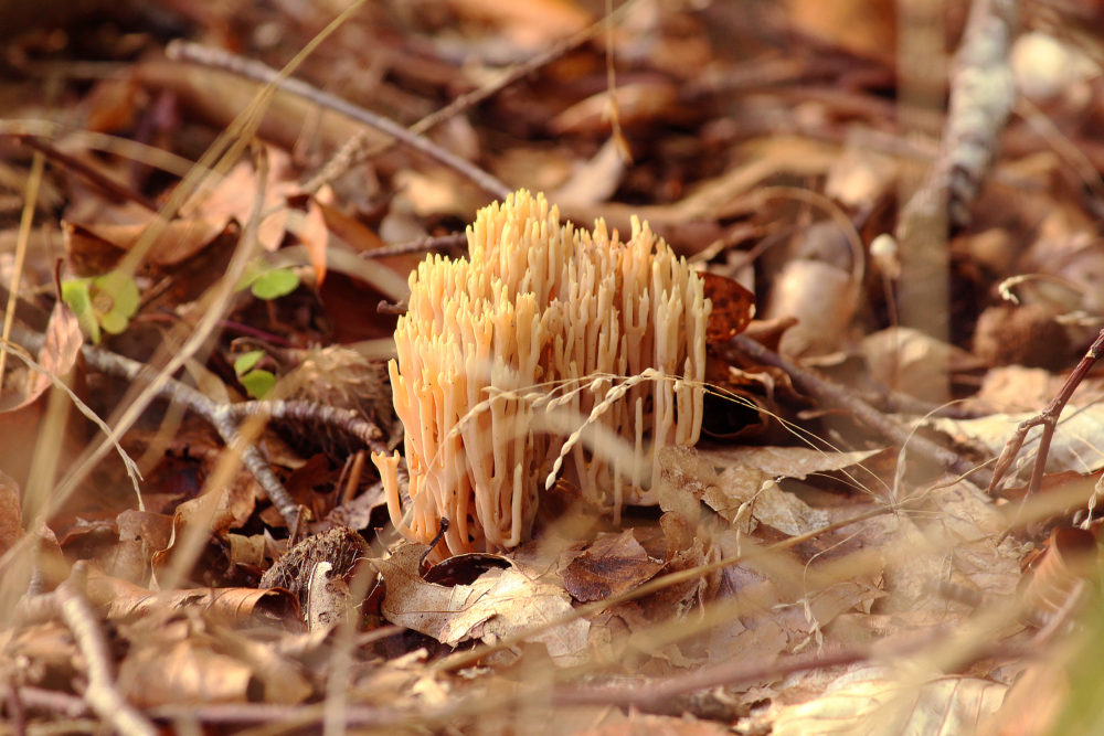 mushrooms