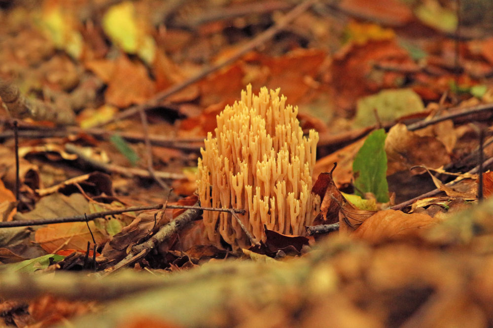 coral mushroom