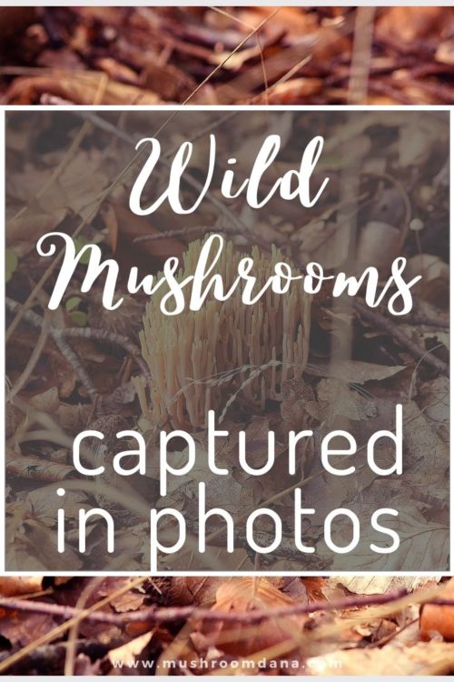 wild mushrooms