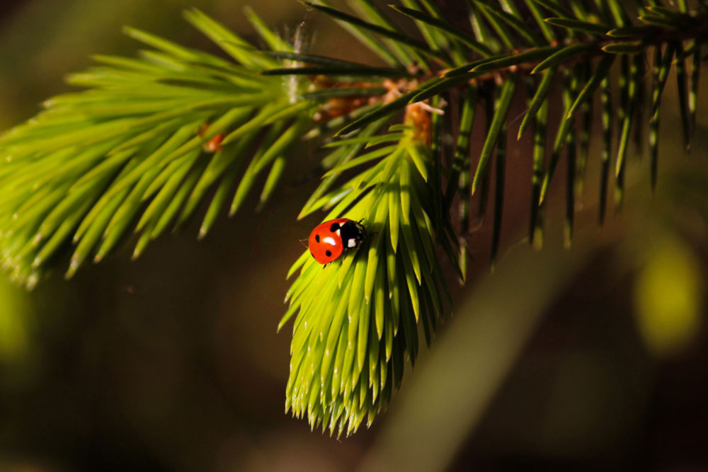 mindfulness ladybug