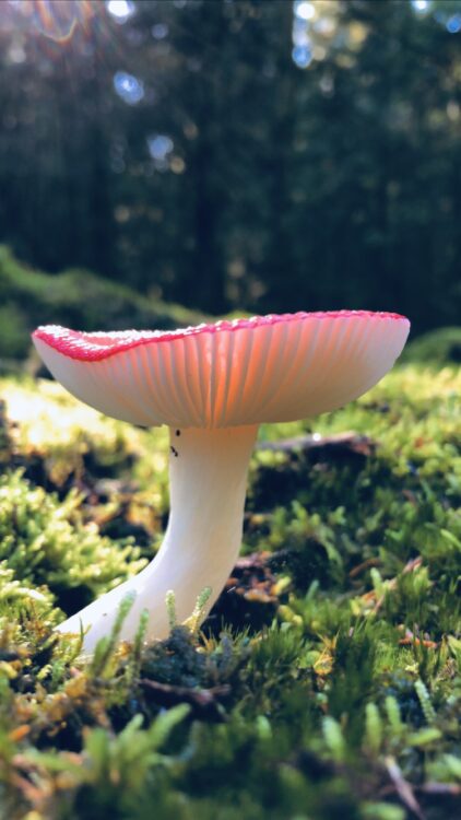 mushroom photo