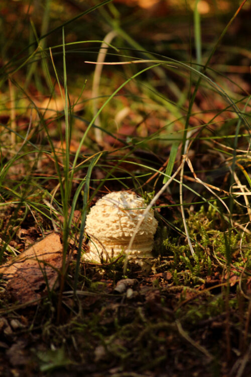 mushroom harvesting