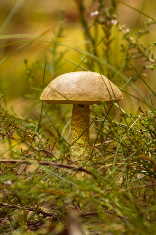 mushroom picking