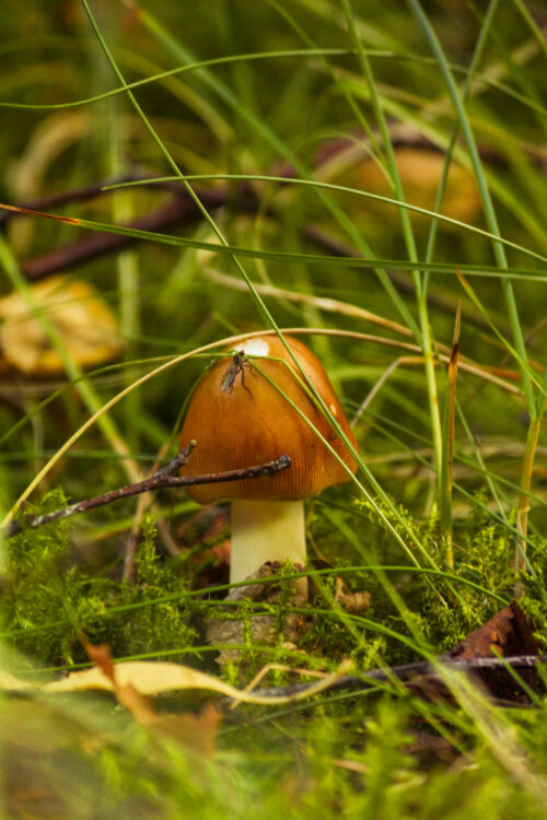 mushroom picking