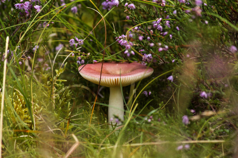 mushroom picking