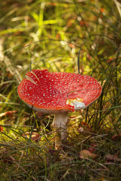 mushroom harvesting