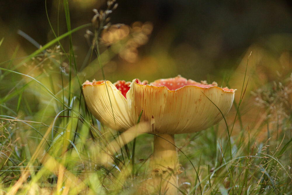 mushroom picking