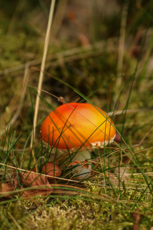 mushroom harvesting