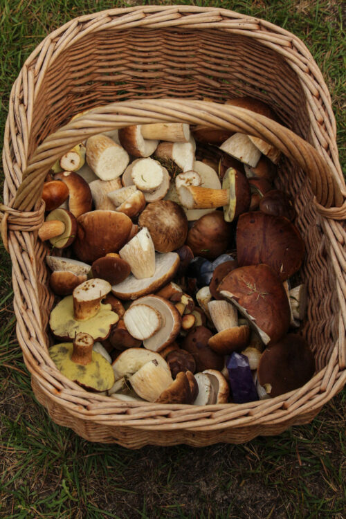 mushroom picking