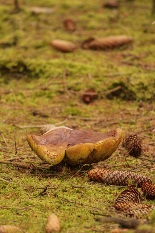 wild mushroom