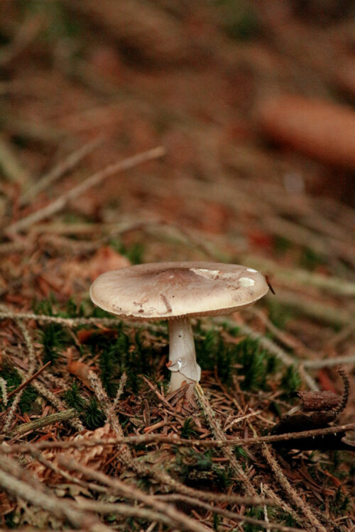 wild mushroom