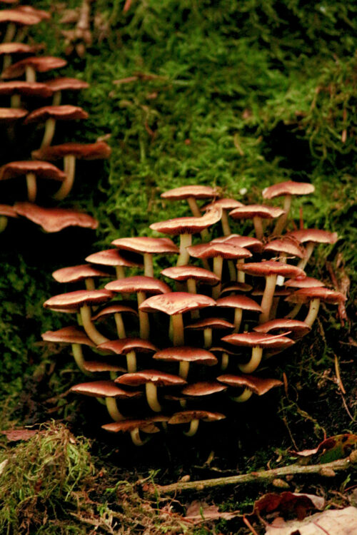 wild mushroom