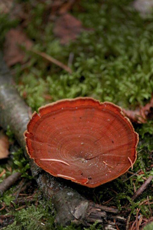 wild mushroom