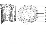 schematic diagram of bone microstructure