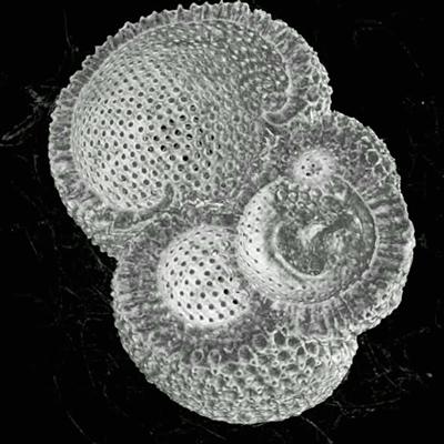 scan of a Planktonic forminifera