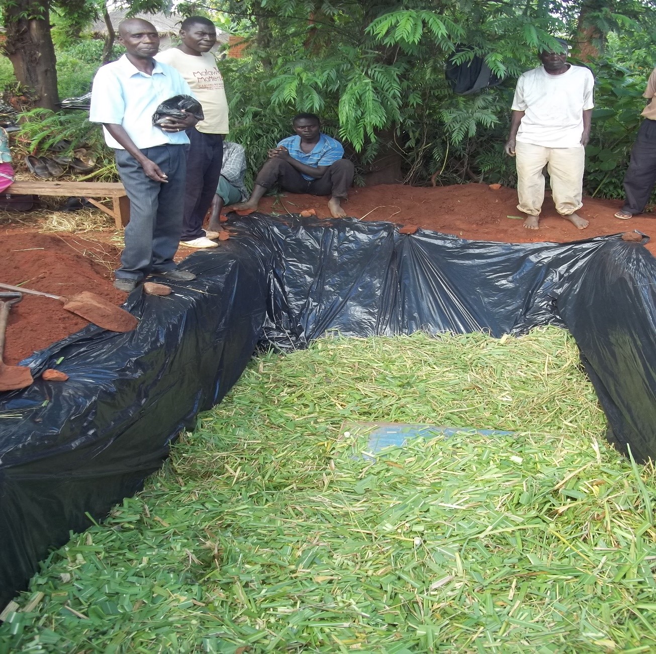 How to make pit-silage | Malawi Milk Producers Association (MMPA)