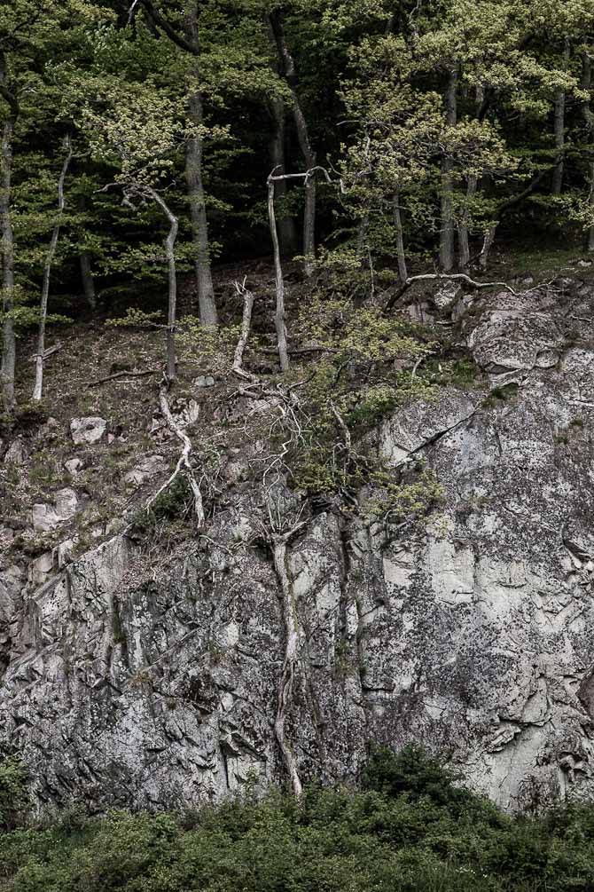 Skoven falder i Ekkodalen pŒ åBornholm.