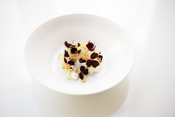 Saltet kammusling med saltet yoghurt, croutons, syltet blomkål & simonekål og skovsyre Foto: Rasmus Flindt Pedersen