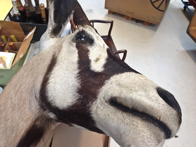 Mule-skud