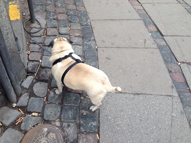 En mops nød talrige stykker tobak 