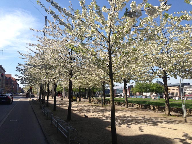 Alt blomstrer