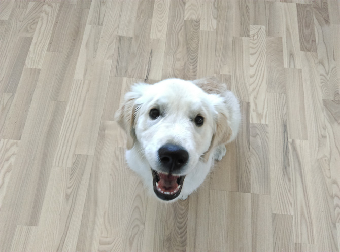 Miw og Martin har fået hund
