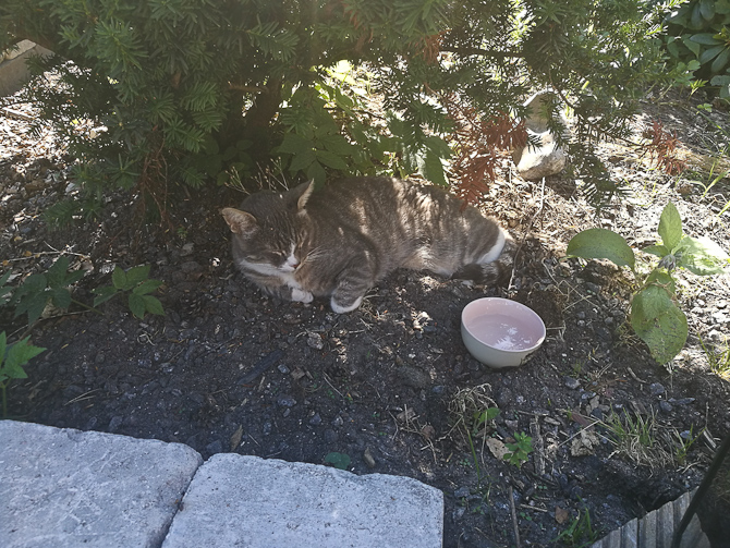 Katten kiggede forbi igen