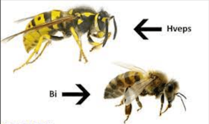 om hvepse - Myremanden behøver at vide om hvepse!