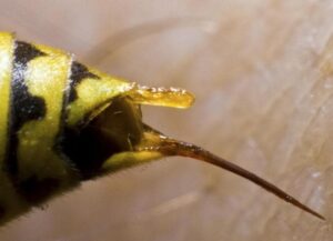 om hvepse - Myremanden behøver at vide om hvepse!