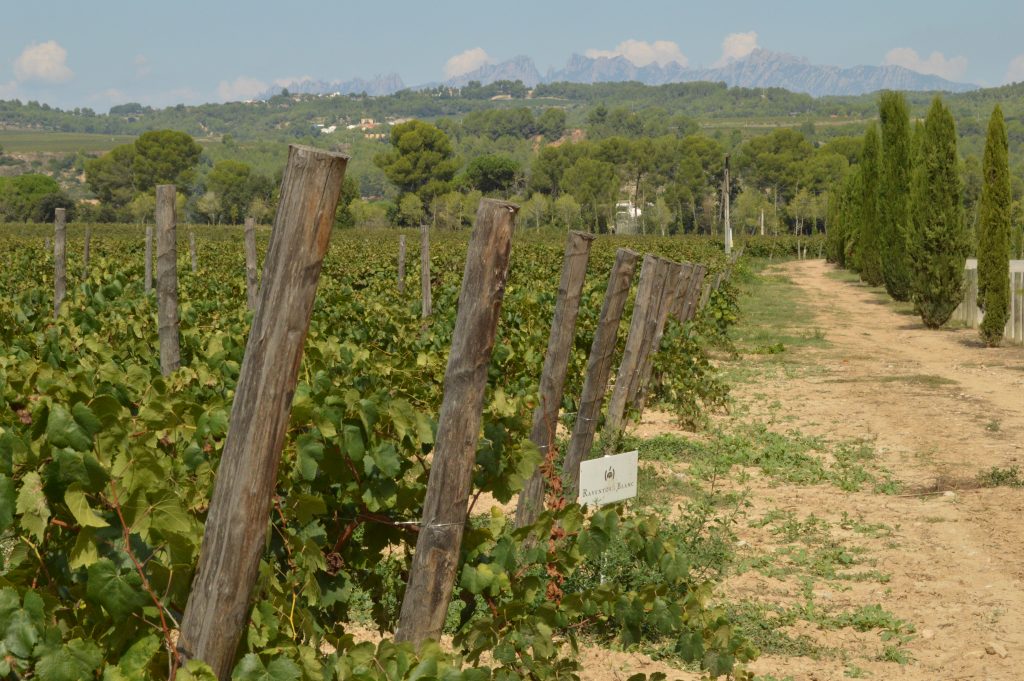 Catalan vineyard