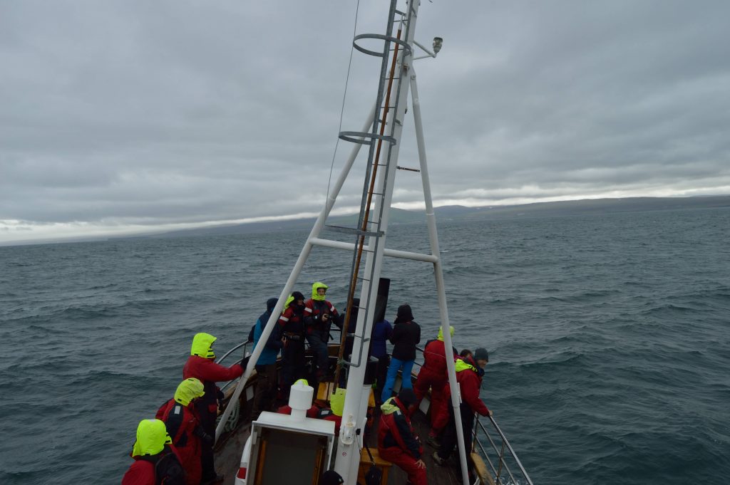 Whale watching in Husavik