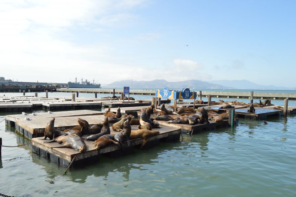 Sea Lions at Pier39