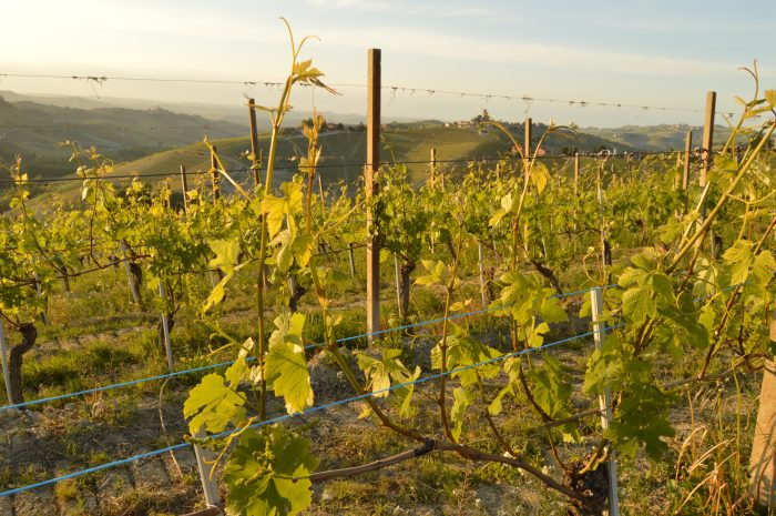 Langhe landscape