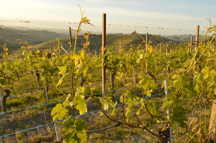 Langhe landscape